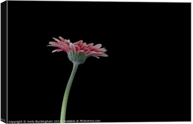 Aster Canvas Print by Andy Buckingham