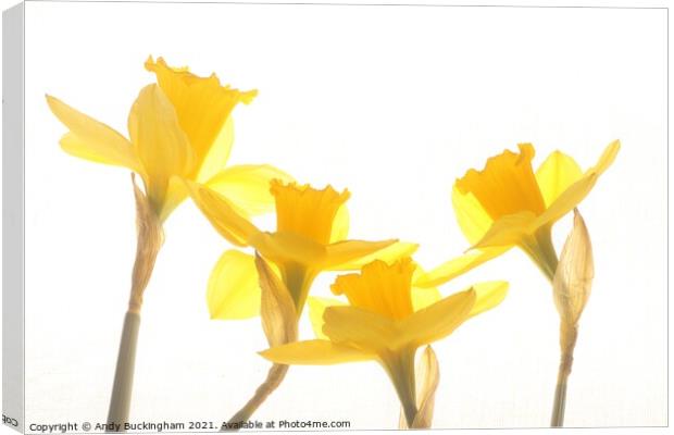 Dancing Daffodills Canvas Print by Andy Buckingham