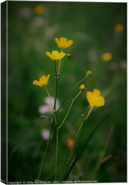 Buttercups Canvas Print by Andy Buckingham