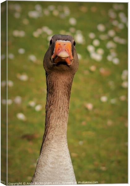 Goose Canvas Print by Andy Buckingham