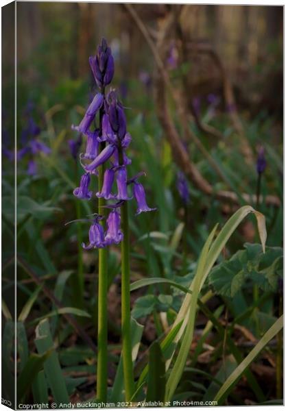 Bluebells  Canvas Print by Andy Buckingham
