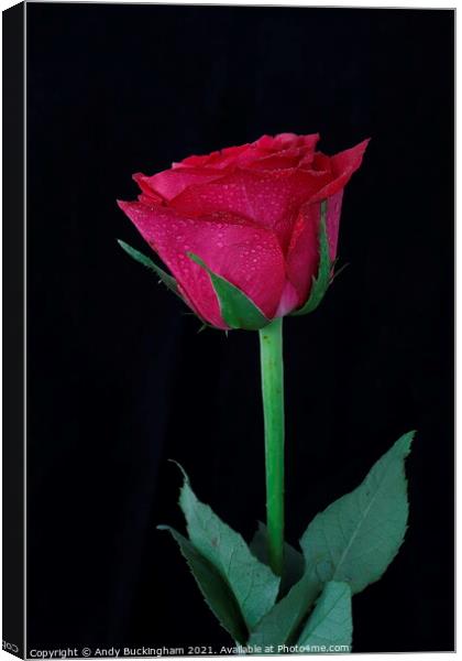 Red Rose Canvas Print by Andy Buckingham