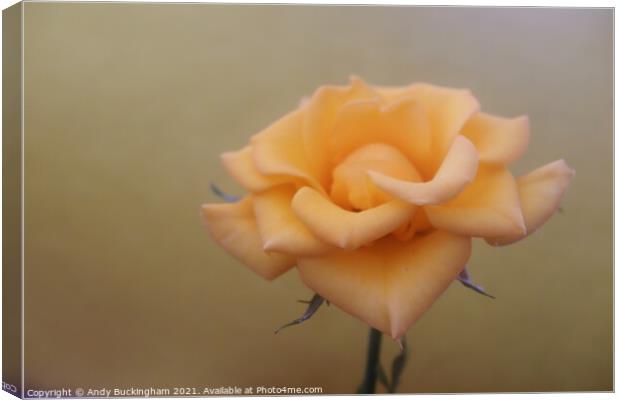 Close up of a yellow Rose Canvas Print by Andy Buckingham