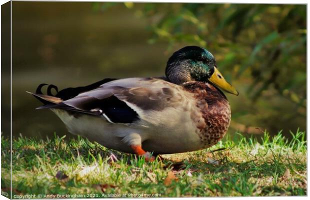 Sitting Duck Canvas Print by Andy Buckingham