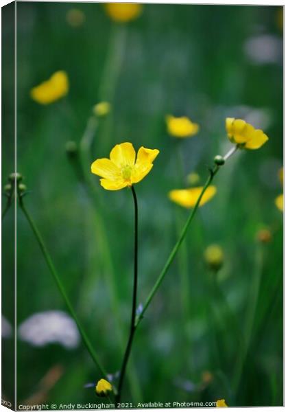 Buttercups Canvas Print by Andy Buckingham