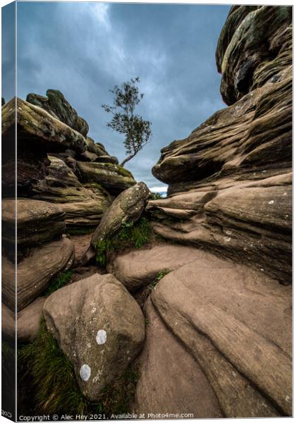 Brimham Rocks natural sandstone Canvas Print by Alec Hey