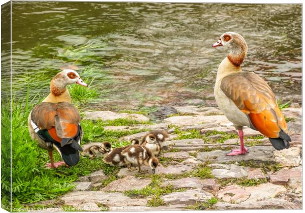 Egyptian Geese Family Adventure Canvas Print by Margaret Ryan