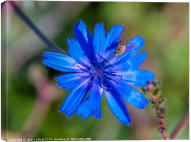 Chicory Flower with insect Canvas Print by Margaret Ryan