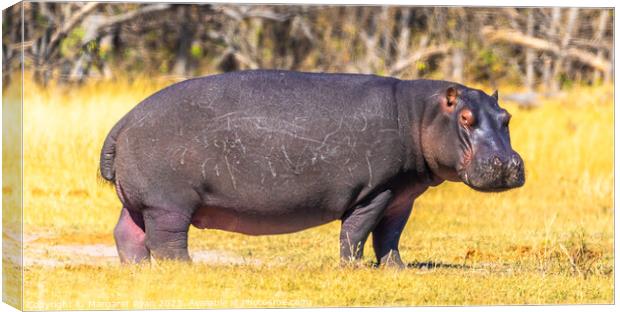 Hippo out of water Canvas Print by Margaret Ryan