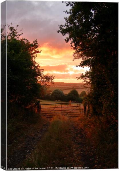 Golden Hour in the Countryside Canvas Print by Antony Robinson