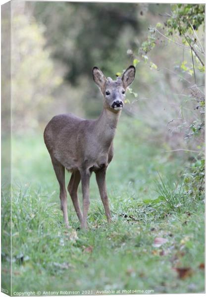 Portrait of a roe deer Canvas Print by Antony Robinson