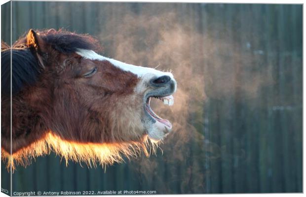 Yawning horse  Canvas Print by Antony Robinson