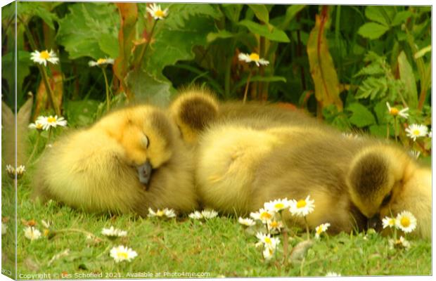 Ducklings Asleep  Canvas Print by Les Schofield