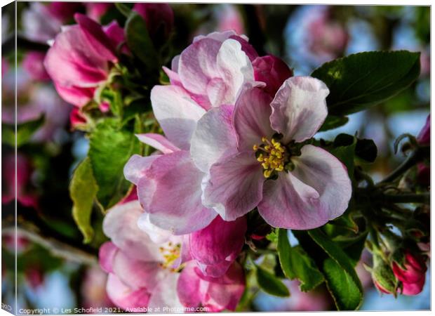 Apple Blossom Canvas Print by Les Schofield