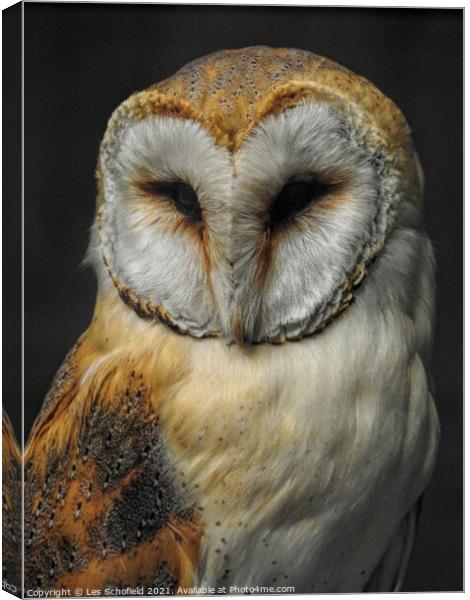 Barn Owl Canvas Print by Les Schofield