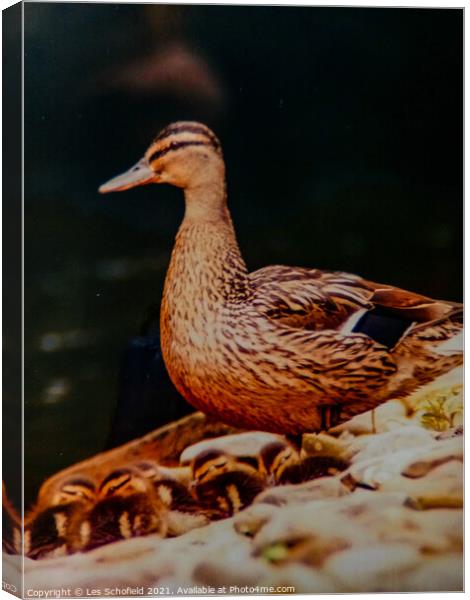 Mallard with chicks  Canvas Print by Les Schofield