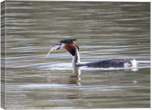 Grebe Fish Supper  Canvas Print by Les Schofield
