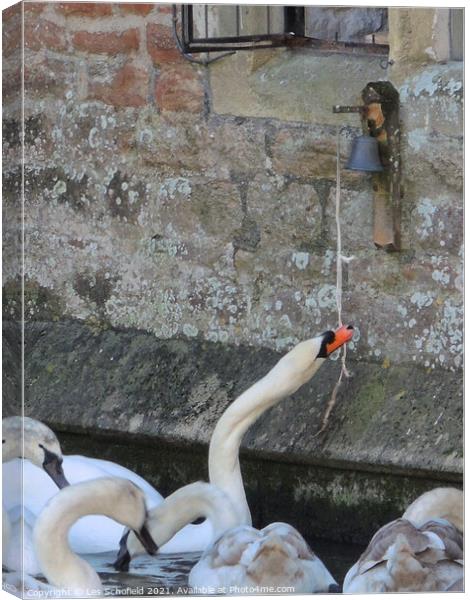 Swans at Bishops Palace wells  Canvas Print by Les Schofield