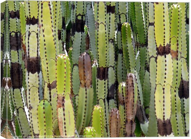 Striking Cactus Silhouette Canvas Print by Les Schofield