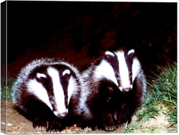 Badgers  Canvas Print by Les Schofield