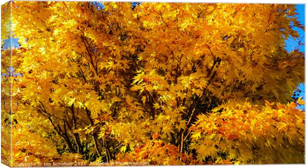 Autumn Tree  Canvas Print by Les Schofield