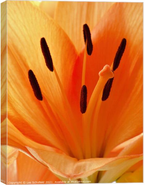 Majestic Orange Lily Canvas Print by Les Schofield