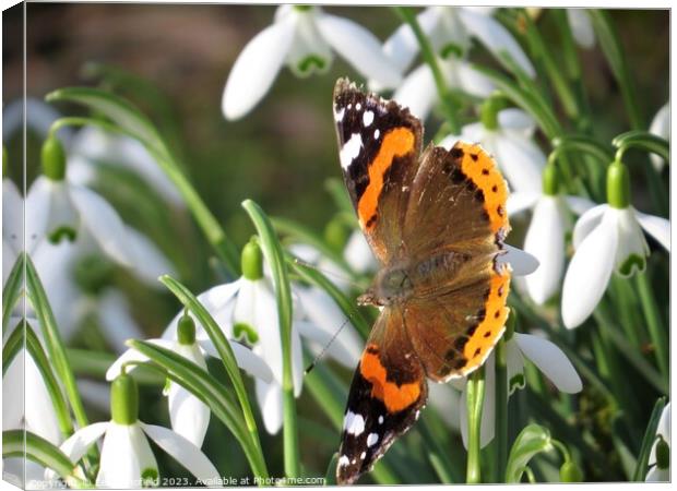 Majestic Red Admiral Canvas Print by Les Schofield