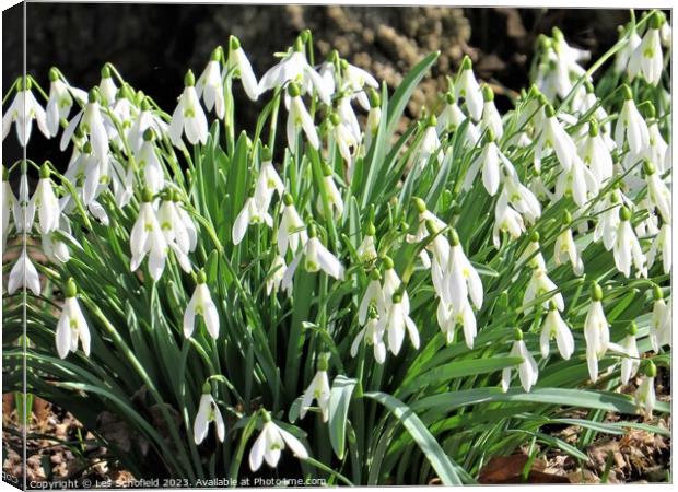 Snowdrops Canvas Print by Les Schofield