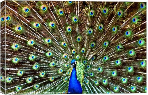 Majestic Peacock Canvas Print by Les Schofield