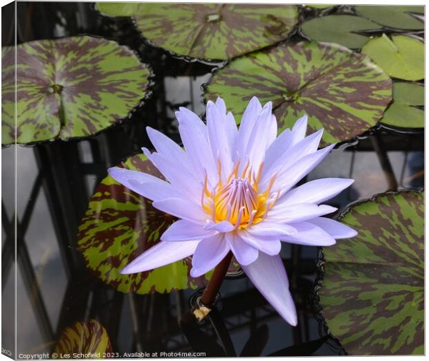 Serenity Blooms: Captivating Floral Stillness Canvas Print by Les Schofield