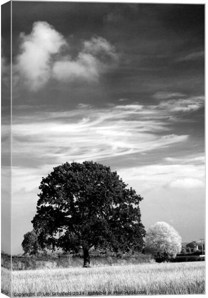 Two Trees and Clouds Canvas Print by Les Schofield