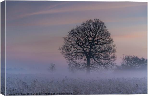 Winters Morning Canvas Print by Dave Harbon
