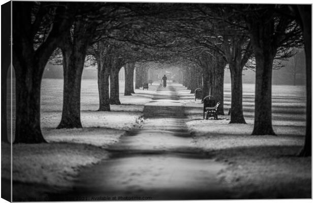 The Winter Walk Canvas Print by Dave Harbon