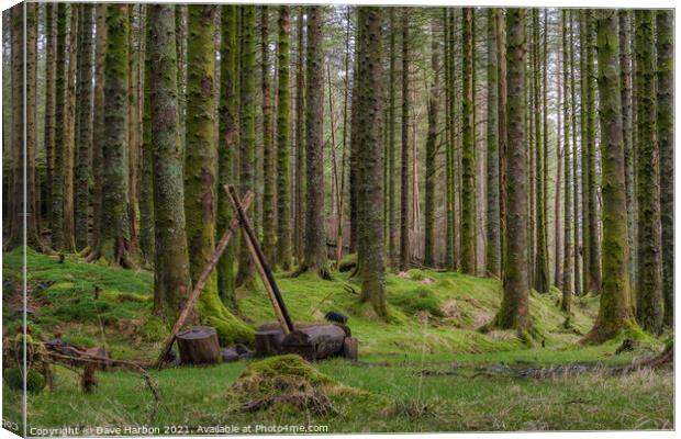 The Woods Canvas Print by Dave Harbon