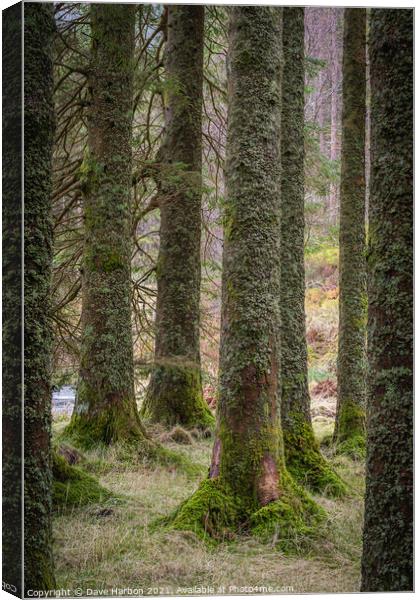 Plant tree Canvas Print by Dave Harbon