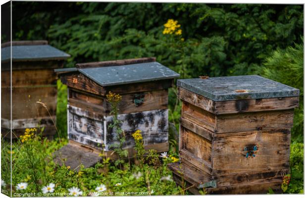 Beehives of Brodsworth Hall Canvas Print by Dave Harbon