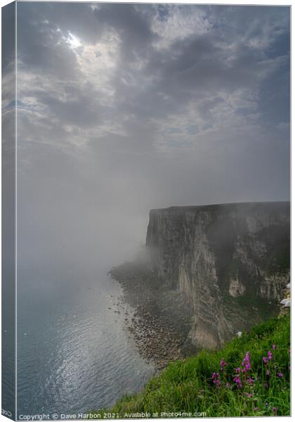 Bempton Cliffs in the Mist Canvas Print by Dave Harbon