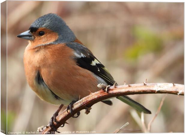 Perched Chaffinch Canvas Print by Rachel Goodfellow