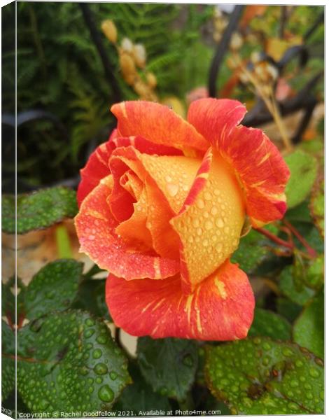 Rose in the Morning Dew Canvas Print by Rachel Goodfellow