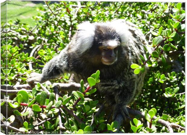 Marmoset Canvas Print by Rachel Goodfellow