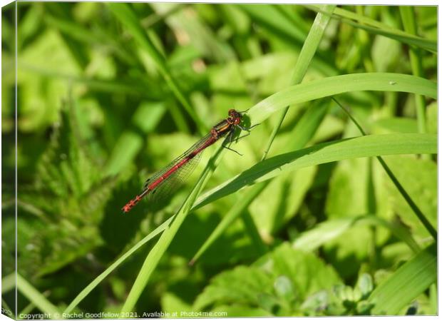 Large Red Damselfly Canvas Print by Rachel Goodfellow