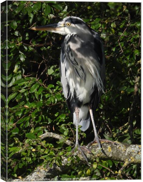 Heron in the tree. Canvas Print by Rachel Goodfellow