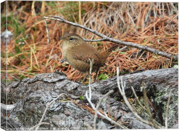 Wren in the Woods Canvas Print by Rachel Goodfellow