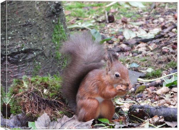 Red Squirrel Canvas Print by Rachel Goodfellow