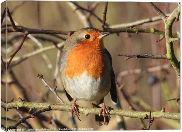 Robin Canvas Print by Rachel Goodfellow