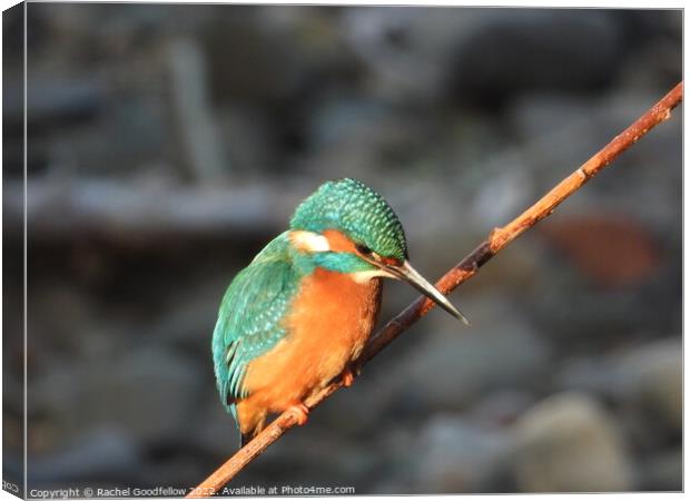 Kingfisher Canvas Print by Rachel Goodfellow