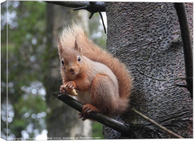 Red Squirrel  Canvas Print by Rachel Goodfellow