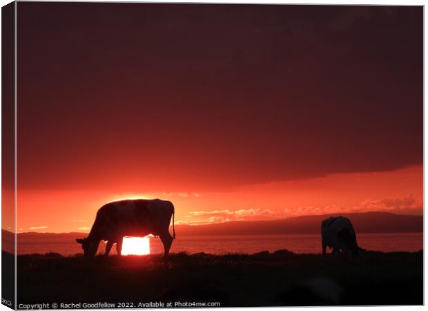 Farmyard Silhouette Canvas Print by Rachel Goodfellow