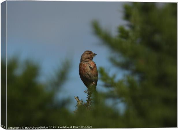 Linnet through the Gorse Canvas Print by Rachel Goodfellow