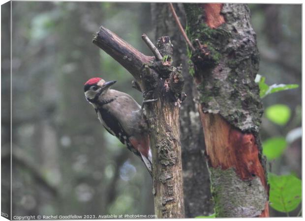 A Woodpecker perched on a tree branch Canvas Print by Rachel Goodfellow